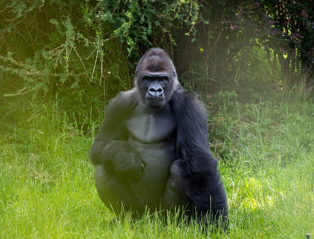 Mountain gorilla trekking - Batwa Pygmies visit