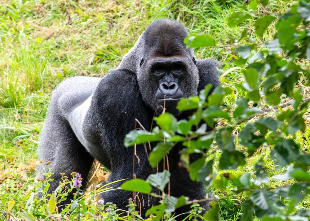 Chimpanzee tracking and visiting the Bigodi Swamp