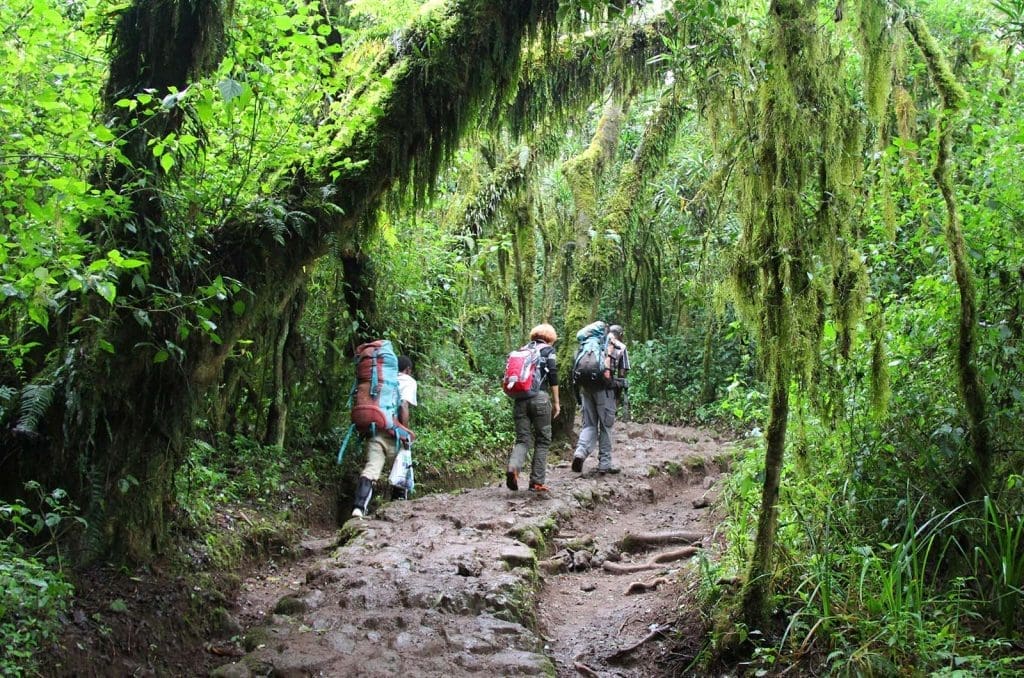 Horombo Hut to Marangu Gate | Return to Moshi