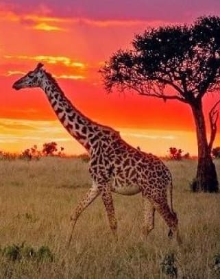 Kenya