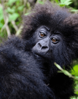 Rwanda