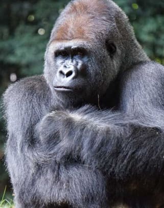 Uganda