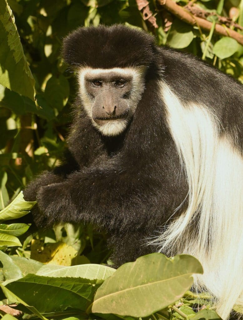 Arusha National Park