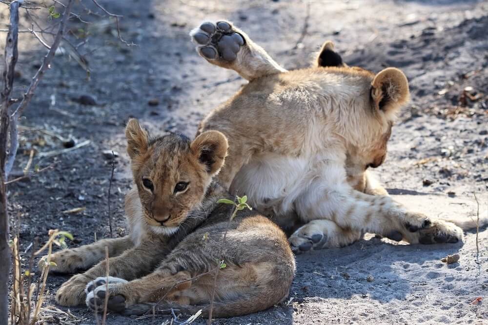 Relaxation & Wildlife Exploration
