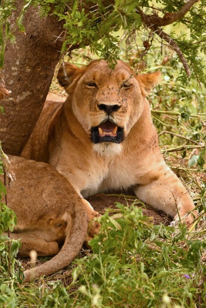 Ngorongoro Crater