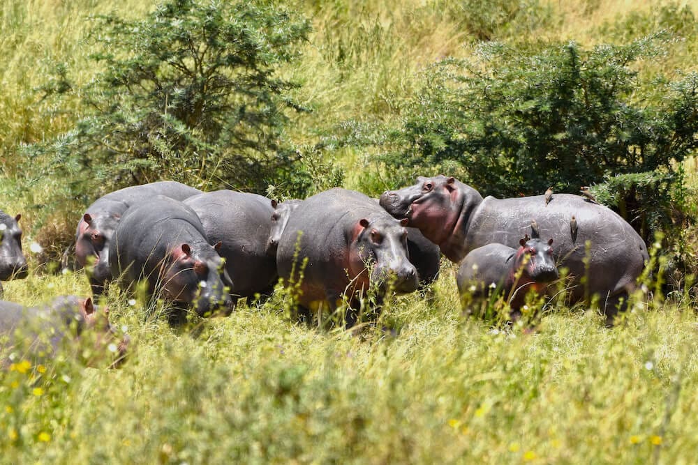 Ngorongoro Crater and Overnight in Karatu