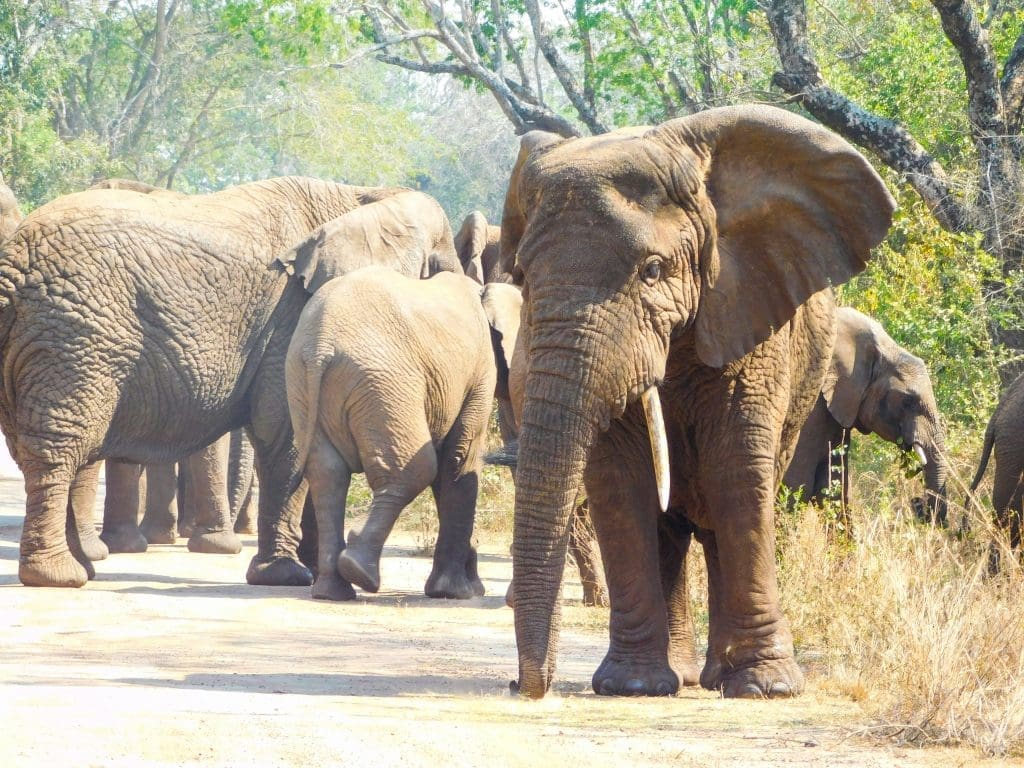 Rwanda’s Akagera National Park, a top destination among the safest African countries to visit