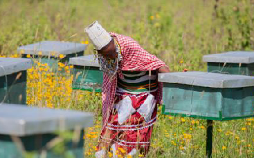 A Maasai woman tending to beehives as part of Zara Charity’s Asali Project in the Ngorongoro Conservation Area, promoting sustainable livelihoods and environmental conservation