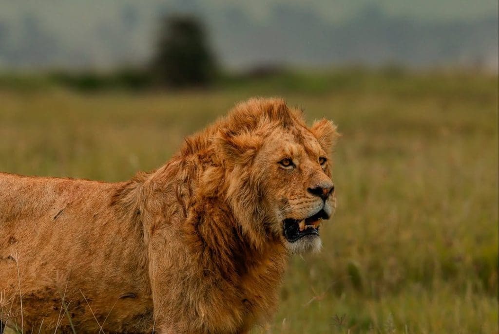 Lions are one of the Big Five safari animals in Africa, known for their strength and stealth.