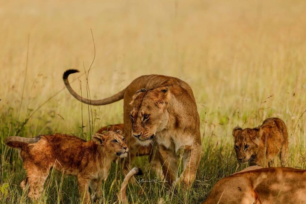 Lioness with cubs in Serengeti National Park, Tanzania, during a wildlife safari